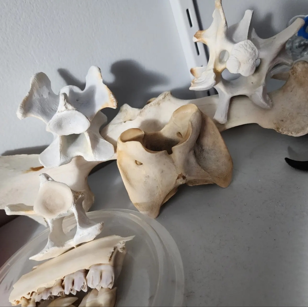 Real bleached vertebrae